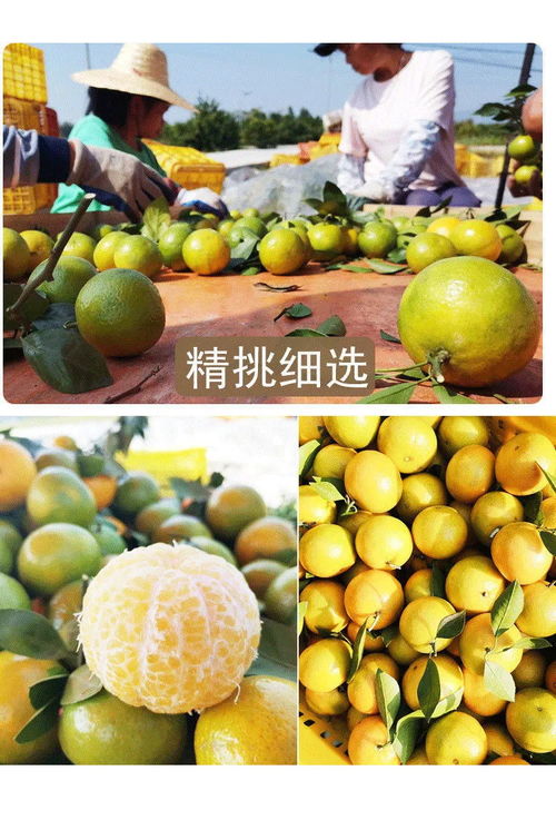 廣西皇帝柑 薄皮多汁的“貢柑”傳奇，孕婦與家庭皆宜的當(dāng)季鮮果